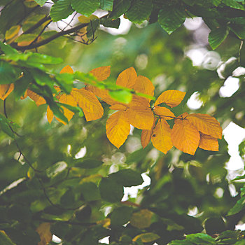 彩色,叶子,树,秋季,波兰