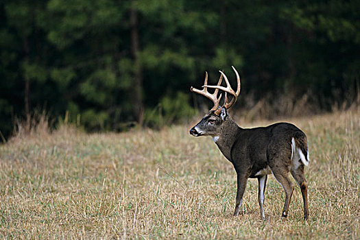 白尾鹿,公鹿,地点,大烟山国家公园,田纳西