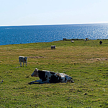 母牛,土地,湖,背景