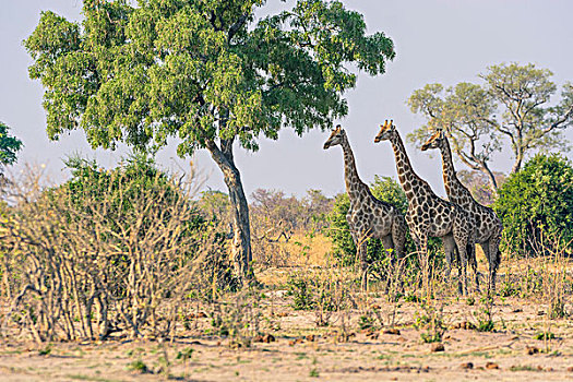 博茨瓦纳,乔贝国家公园,萨维提,长颈鹿,看,隐藏,狮子,灌木