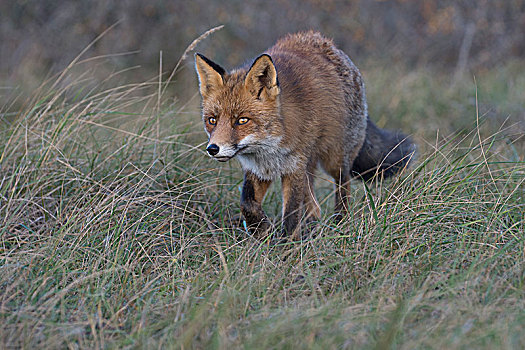 红狐,狐属,荷兰