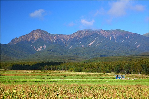 蔬菜,地点,山