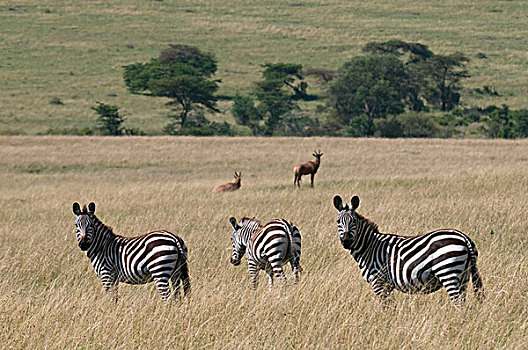 斑马,马,马赛马拉国家保护区,肯尼亚