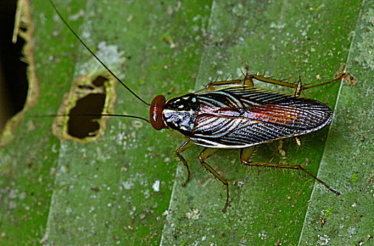 蟑螂,哥斯达黎加