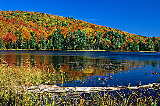 秋天,景色,加蒂诺公园,魁北克,加拿大