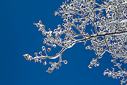 仰视,积雪,树枝,芽,蓝天,背景,卡尔加里,艾伯塔省,加拿大