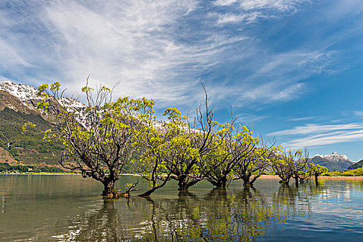 柳树,站立,水,瓦卡蒂普湖,靠近,皇后镇,奥塔哥,南部地区,新西兰,大洋洲