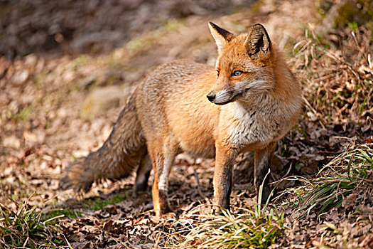 红狐,狐属,俘获,北莱茵威斯特伐利亚,德国,欧洲