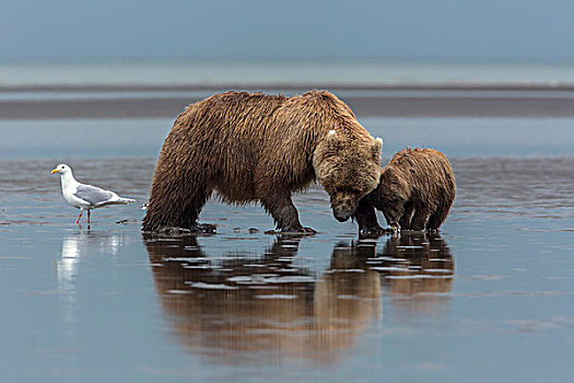 美国,阿拉斯加,河,棕熊,幼兽