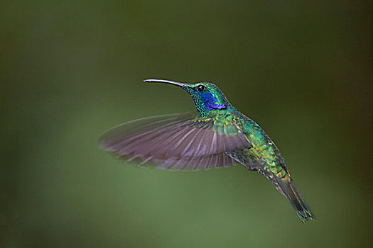 绿色,蜂鸟,哥斯达黎加,中美洲