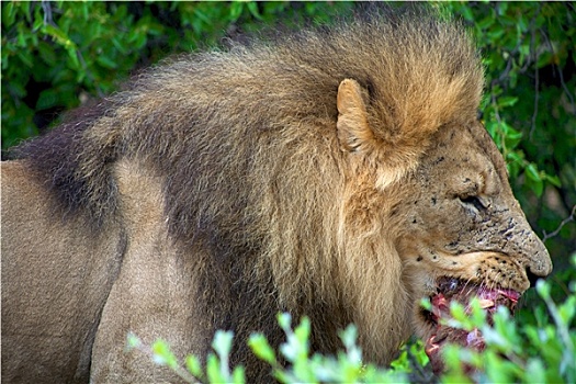 进食,狮子