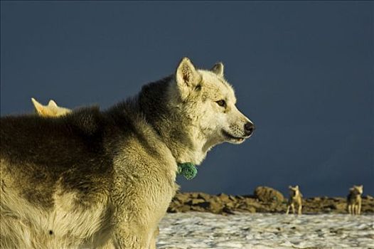 雪橇狗,格陵兰,狗,迪斯科,岛屿
