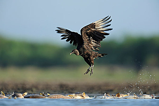 黑美洲鹫,成年,起飞,死鱼,钱,湖,南,德克萨斯,美国