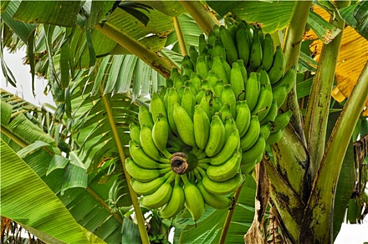 香蕉,树上
