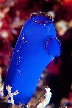 灵异,蓝色背景,海鞘,礁石,巴拉望岛,菲律宾,亚洲
