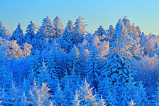 吉林省仙峰国家森林公园雪景