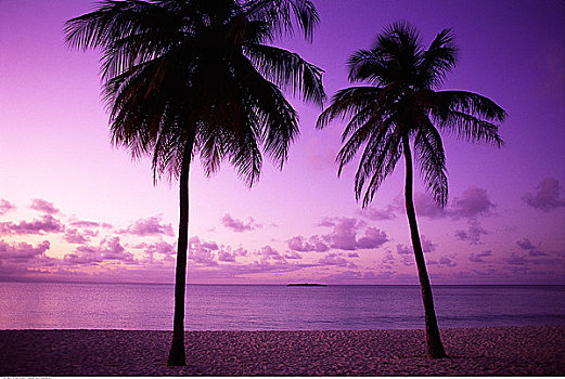 棕榈树,海滩,日落,法国,西印度群岛