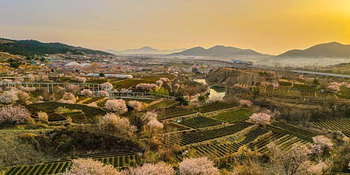 青岛崂山庙石茶园