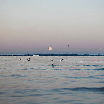 满月,上方,海洋,地平线,黄昏,丹麦