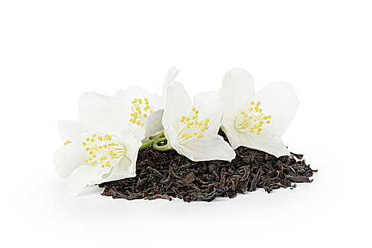 茶,茉莉,花,隔绝,白色背景,背景