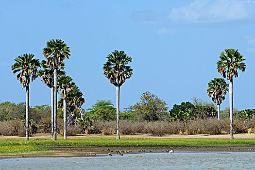 非洲,扇形棕榈,特色,河,禁猎区,坦桑尼亚