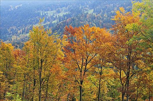 秋日树林,山峦,伯尔尼阿尔卑斯山,瑞士