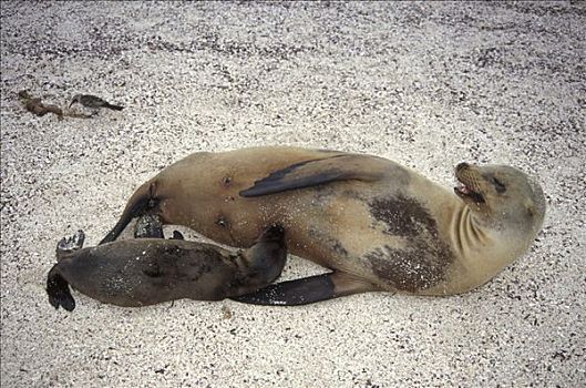 加拉帕戈斯,海狮,加拉帕戈斯海狮,雌性,诞生,幼仔,吸吮,胡德岛,加拉帕戈斯群岛,厄瓜多尔