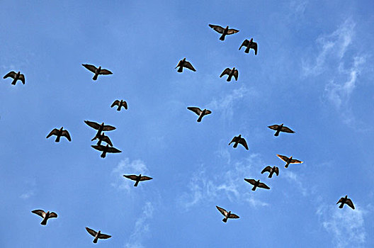 鸽子,飞,蓝天,巴登符腾堡,德国,欧洲
