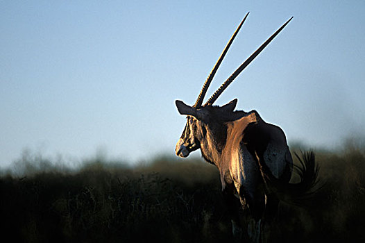 南非,卡拉哈迪大羚羊国家公园,雄性,南非大羚羊,羚羊,干燥,河,卡拉哈里沙漠