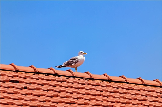 海鸥,屋顶