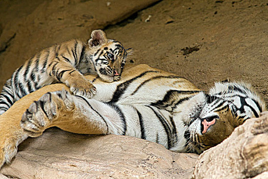 孟加拉虎,虎,五个,星期,老,幼兽,休息,睡觉,母亲,巢穴,班德哈维夫国家公园,印度