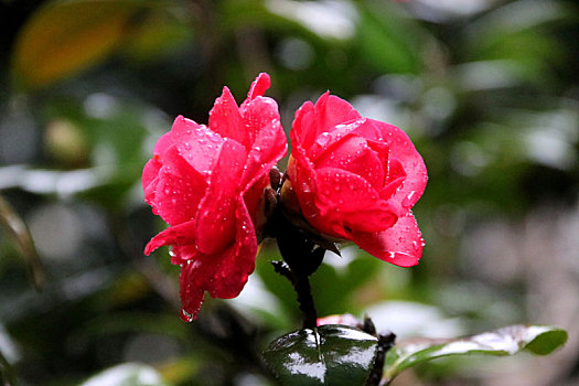 广西全州,早春细雨茶花艳