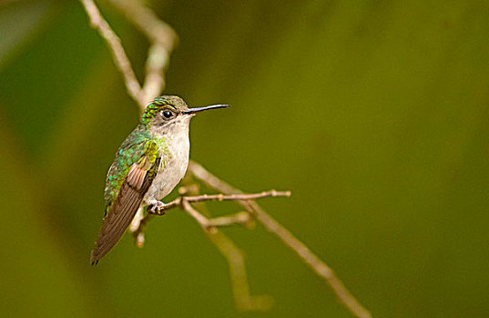 蜂鸟,栖息,枝条,阿拉胡埃拉,省,哥斯达黎加,北美