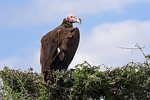 秃鹰,努比亚,马赛马拉国家公园,肯尼亚,非洲