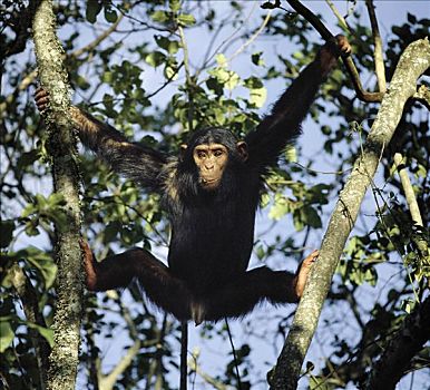 黑猩猩,遥远,西部,坦桑尼亚,凸出,东方,岸边,坦噶尼喀湖,山峦,上升,脚,斜坡,遮盖,雨林,树林,展示,靠近