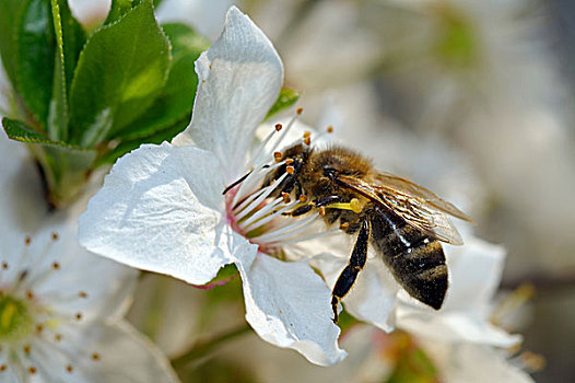 蜜蜂,意大利蜂,收集,花粉,乌克兰,东欧