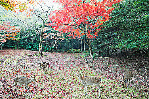 鹿,树林,公园,宫岛,严岛神社,广岛,本州,日本