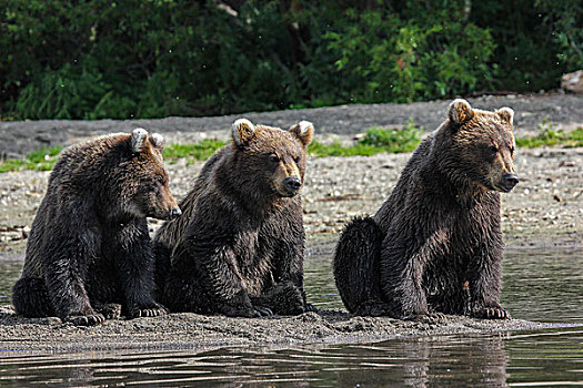 棕熊,亚成体,动物,堪察加半岛,俄罗斯,欧洲