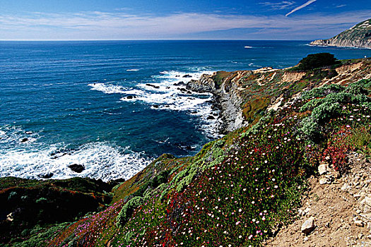 太平洋,海岸线,野花,大,加利福尼亚,美国