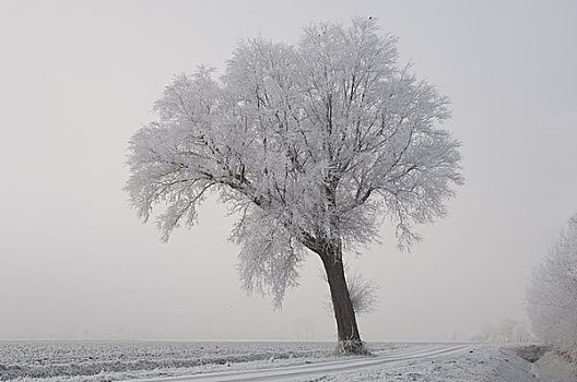 霜冻,树,荷兰