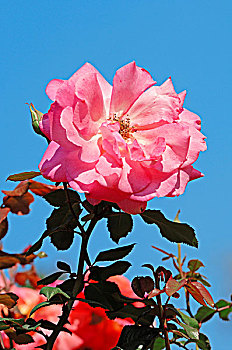 藤蔓玫瑰,粉色,花
