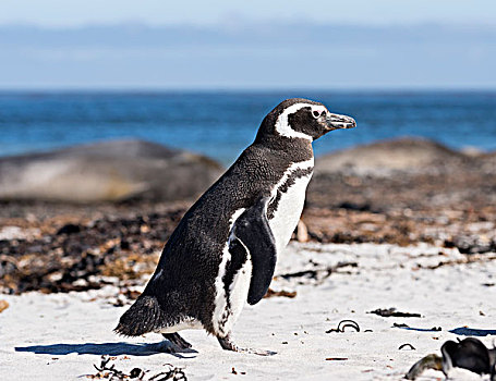 麦哲伦企鹅,小蓝企鹅,海滩,南美,福克兰群岛,大幅,尺寸