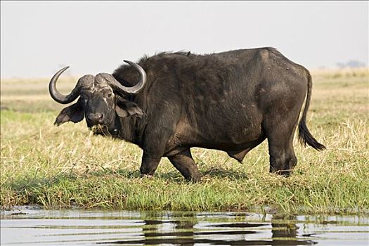 非洲水牛,乔贝,河,乔贝国家公园,博茨瓦纳,非洲