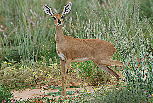 南非,卡拉哈里沙漠,卡拉哈迪大羚羊国家公园,雌性