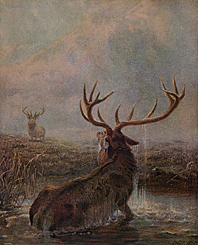 1875年,艺术家,狼