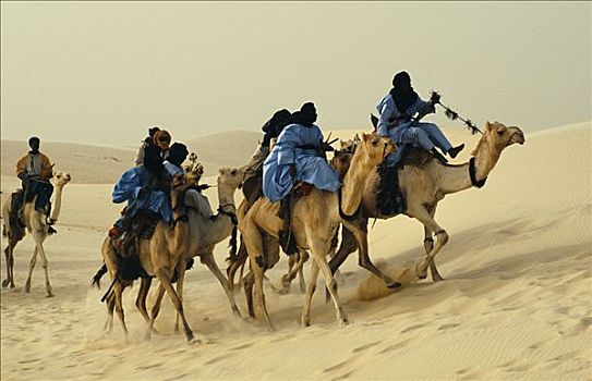 节日,沙漠,2005年,到达,骆驼
