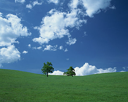草地,蓝天