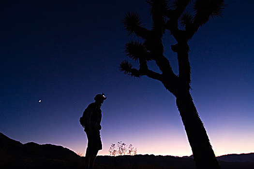 剪影,一个,男人,站立,约书亚树,日落,靠近,加利福尼亚