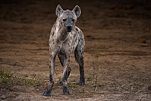 斑鬣狗,站立,看镜头,大幅,尺寸