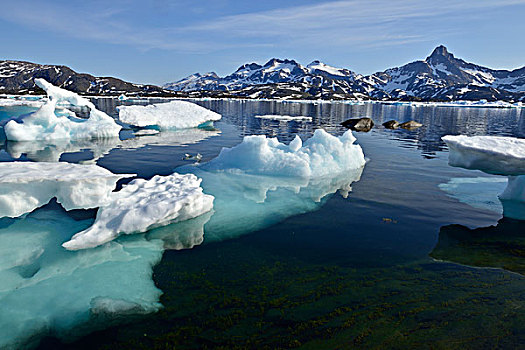 浮冰,奥斯卡,安马沙利克岛,东方,格陵兰,北美
